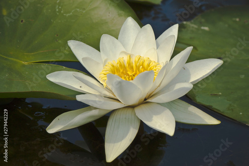 white water lily in pond