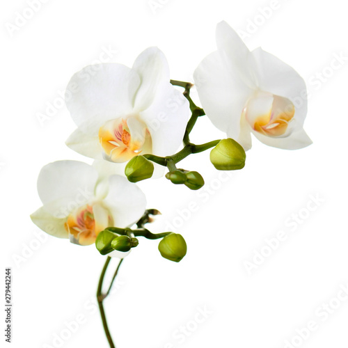 Orchid twigs isolated on white background.
