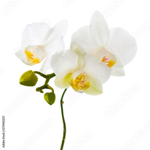 Fototapeta Naklejka Na Ścianę i Meble -  Orchid twigs isolated on white background.