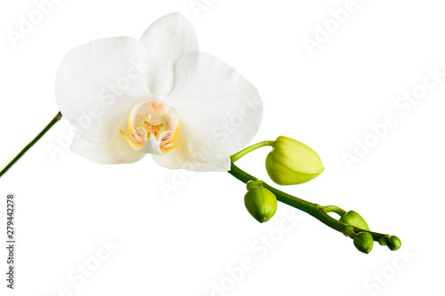 Orchid twigs isolated on white background.