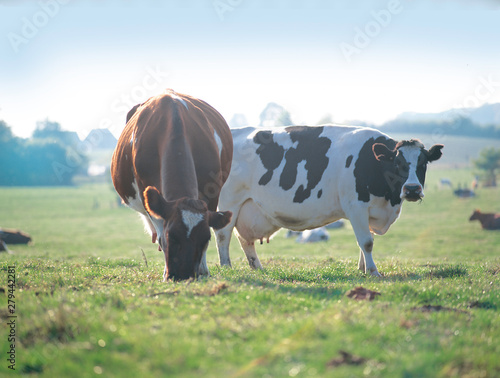 Milchkühe auf der Weide photo