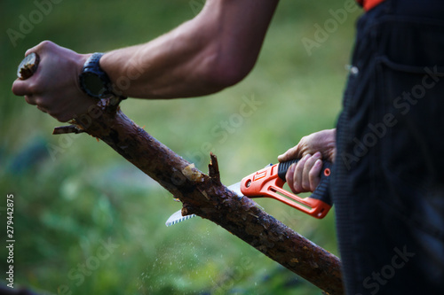 Using a small tourist hand saw in the hike. Male hand sawing firewood folding saw orange © Ольга Симонова