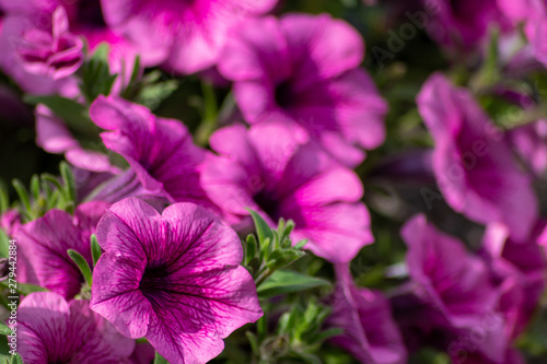 Bezaubernde Blütenpracht als Muttertagsgeschenk oder Aufmerksamkeit mit betörendem Duft für Gartenfreunde und Blumenliebhaber im Frühling und Sommer