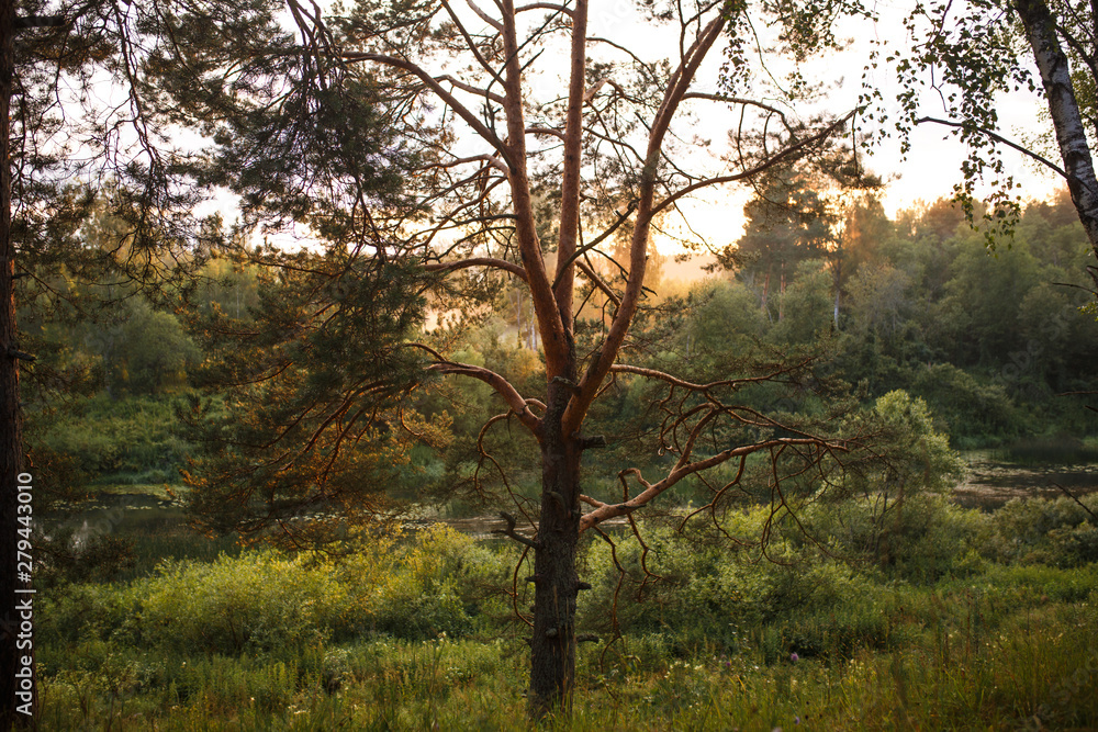 The orange rays of the sunset in the forest Shine through the pine branches. evening in a pine forest. The orange rays of the sunset in the forest Shine through the pine branches. evening in a pine forest.