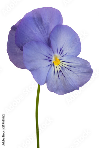 viola flower isolated © _Vilor