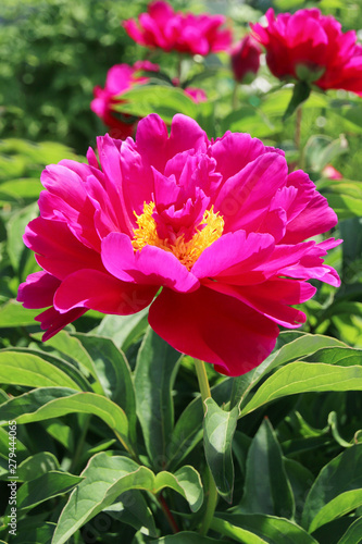 Red peonies close - up view 