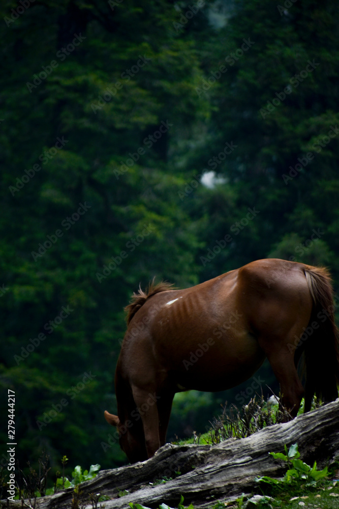 Fototapeta premium horse in the forest