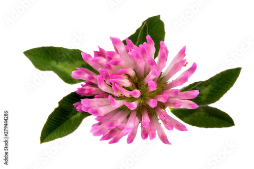 Flower of red clover isolated on white background, close up