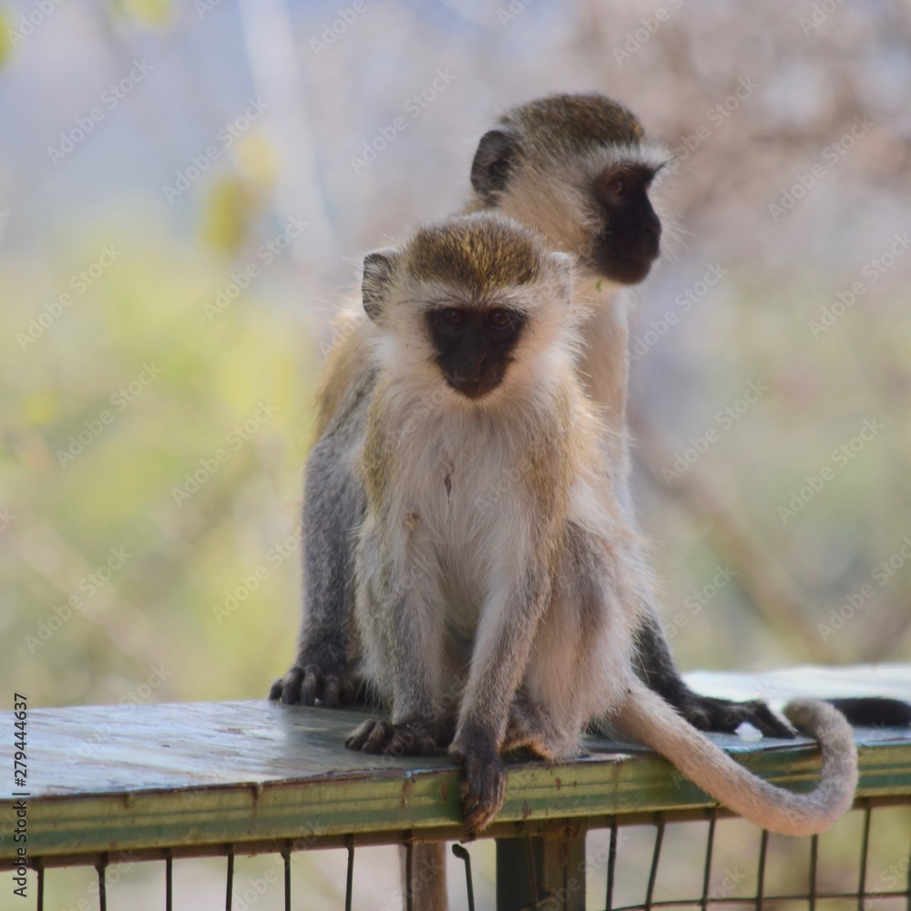 Obraz premium Black-faced Vervet Monkeys