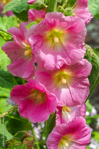 Pink Hollyhock (Alcea) flowers in full bloom
