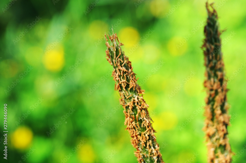 flower of a meadow foxtail grass in sunlight