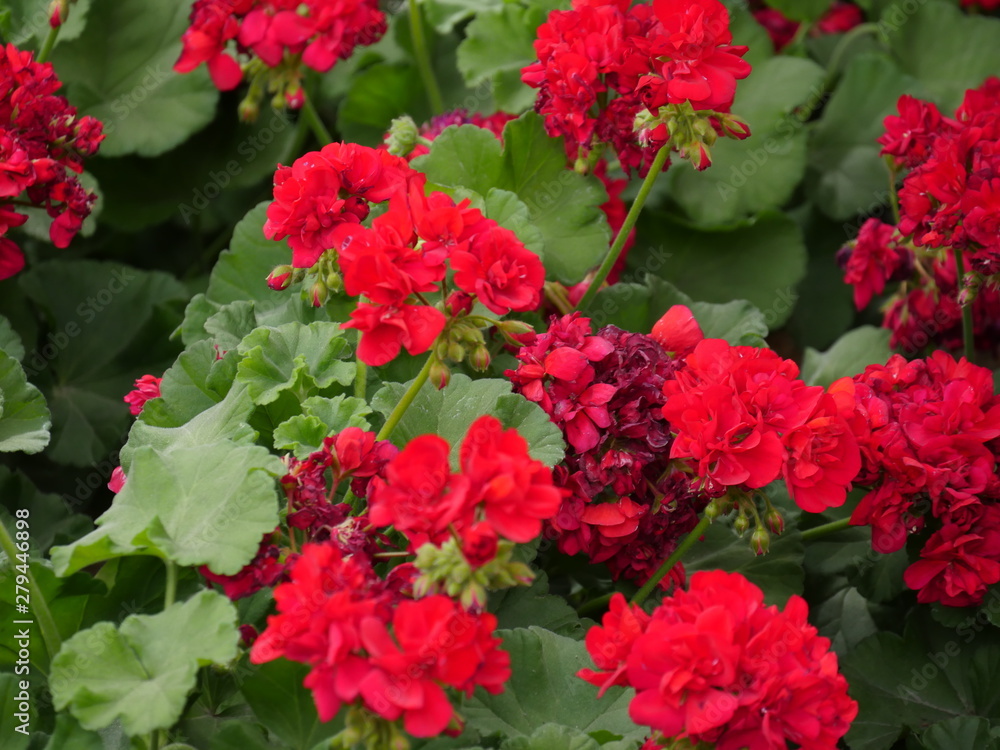 Beautiful red flowers in a garden park Beautiful red flowers in a garden park
