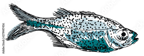 Aholehole fish, illustration, vector on white background.