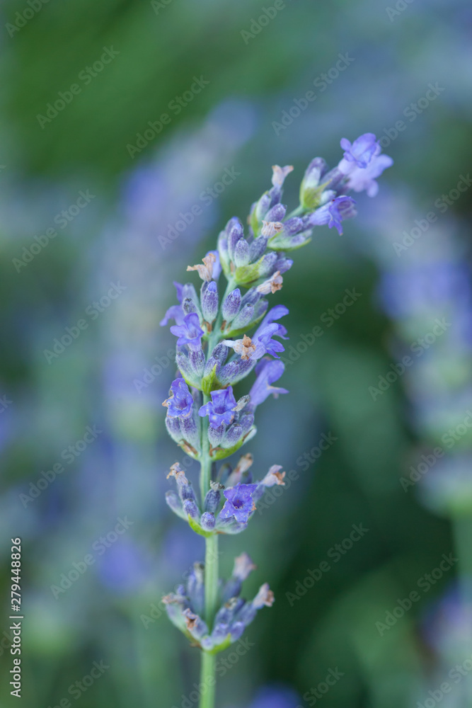 Obraz premium Bee on a lavander