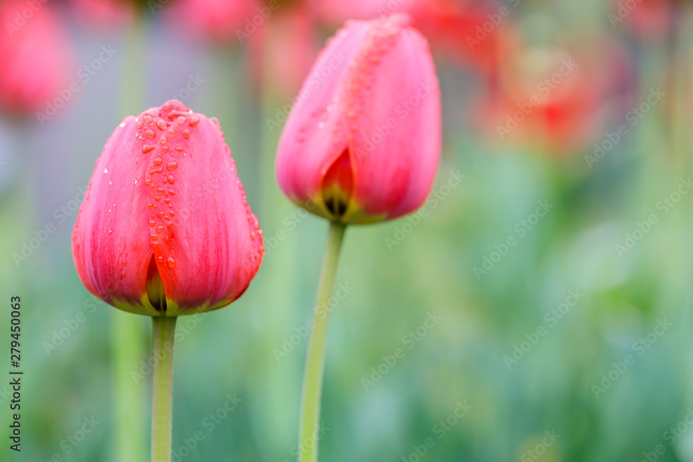 Red tulips in the garden Red tulips in the garden