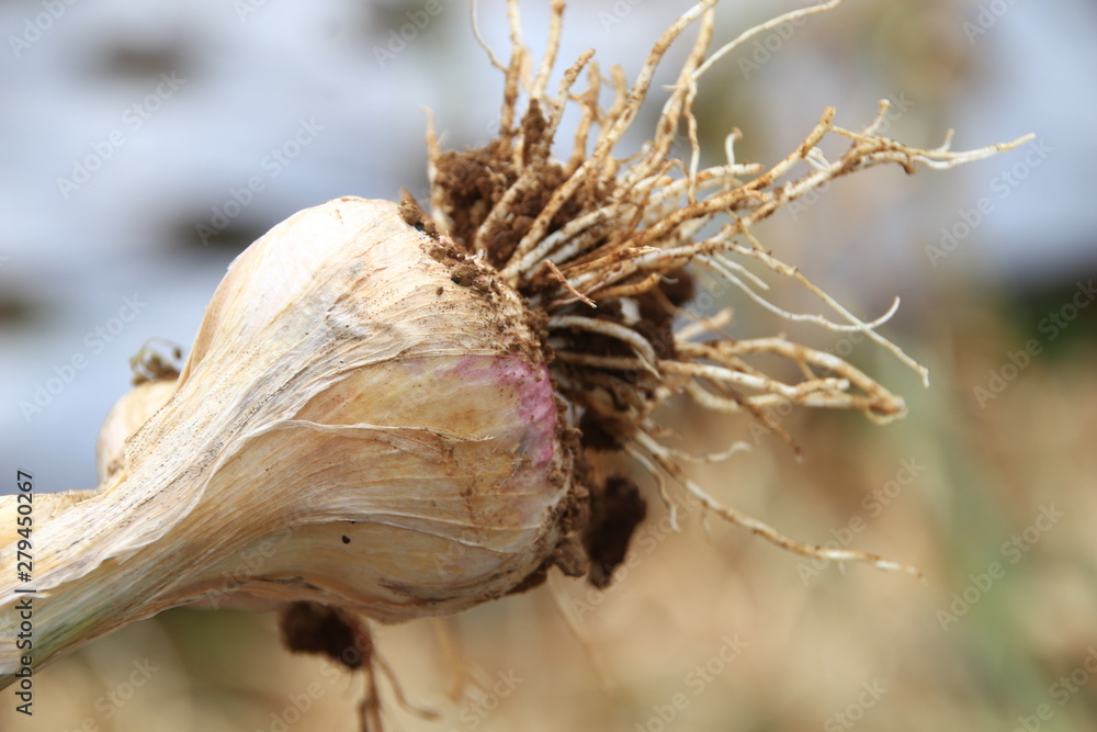 the activity of harvesting garlic seeds directly in the onion fields is still fresh and pleasant the activity of harvesting garlic seeds directly in the onion fields is still fresh and pleasant