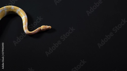 Albino python crawling from the left to right