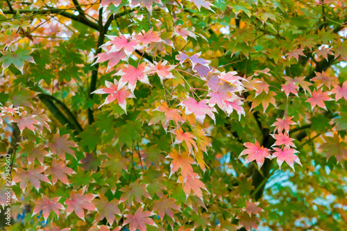 Maple tree with red leaves in autumn