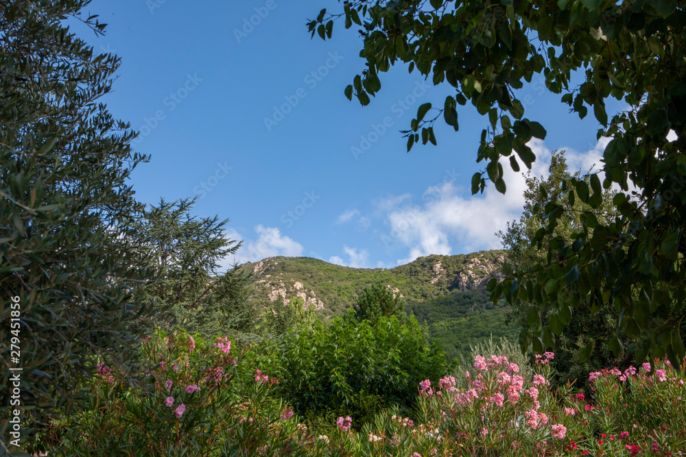 Oleander Mons la trivalle Languedoc France Oleander Mons la trivalle Languedoc France