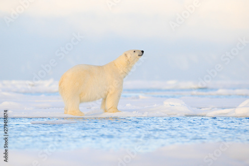 Polar bear on drift ice edge with snow and water in Svalbard sea. White big animal in the nature habitat, Europe. Wildlife scene from nature. Dangerous bear walking on the ice.