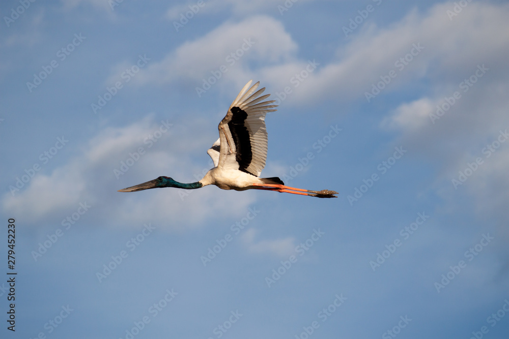 Obraz premium Flying Black Stork