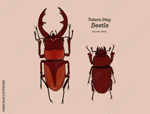 Tokara red stag beetle , hand draw sketch vector.