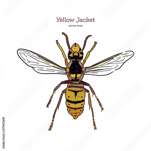 Yellowjacket is about a type of wasp. hand draw sketch vector.