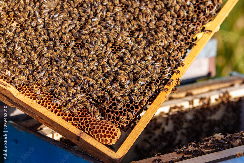 Working bees on honeycomb. Frames of a bee hive. Apiculture Working bees on honeycomb. Frames of a bee hive. Apiculture