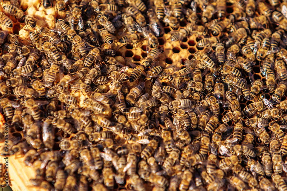 Working bees on honeycomb. Frames of a bee hive. Apiculture Working bees on honeycomb. Frames of a bee hive. Apiculture
