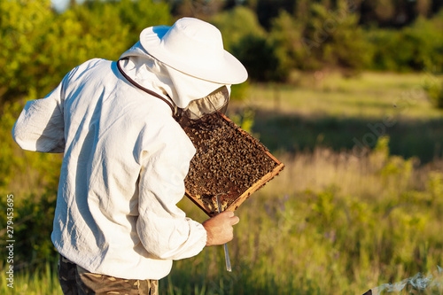 senior apiarist making inspection in apiary in the summertime © Vadim