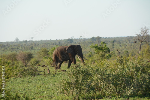 Elephant 6