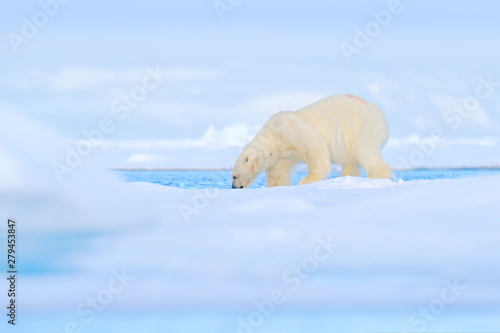 Polar bear dancing fight on the ice. Two bears love on drifting ice with snow  white animals in nature habitat  Svalbard  Norway. Animals playing in snow  Arctic wildlife. Funny image in nature.