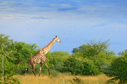 Giraffe, green vegetation with animal. Wildlife scene from nature, Okavango, Botswana, Africa.