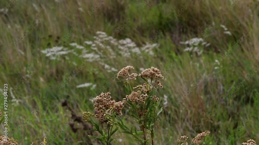Beautiful landscape with wildflowers and grass on a windy day. South Africa. Static. Blurry in background. High angle Beautiful landscape with wildflowers and grass on a windy day. South Africa. Static. Blurry in background. High angle