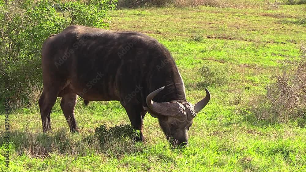 Full body profile shot of a Cape Buffalo eating grass in the wild of Africa Full body profile shot of a Cape Buffalo eating grass in the wild of Africa