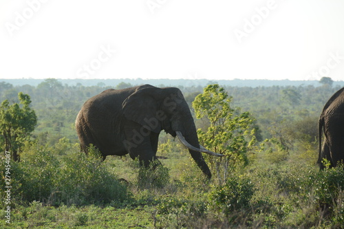 Elephant 4