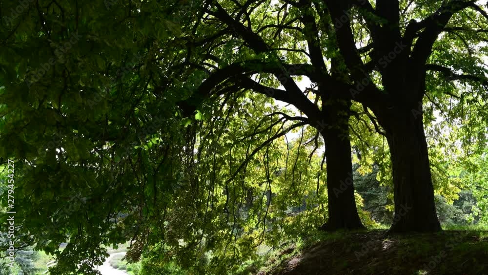 Summer day sun rays make their way through the leaves of the tree nature summer 4k video Summer day sun rays make their way through the leaves of the tree nature summer 4k video