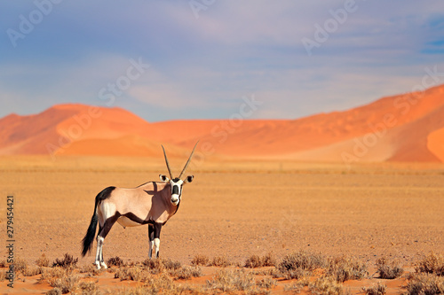 Photography Gemsbok with orange sand dune evening sunset