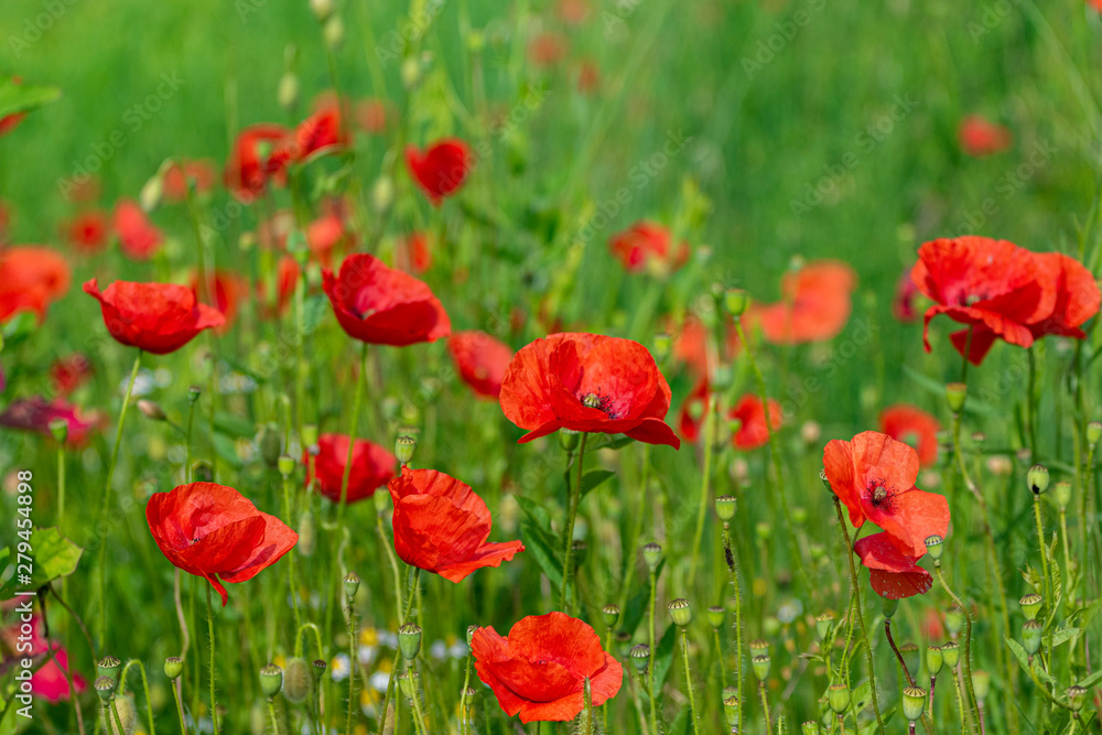 Obraz premium Mohnblumen - ein schöner Kontrast zur grünen Wiese