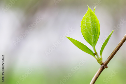 Young sprout in springtime, Closeup