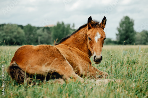 Baby foal sleeping in the middle of the afternoon