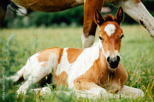 Pinto colored, Brown and white, Icelandic horse mare feeding its young foal in a green field of tall grass