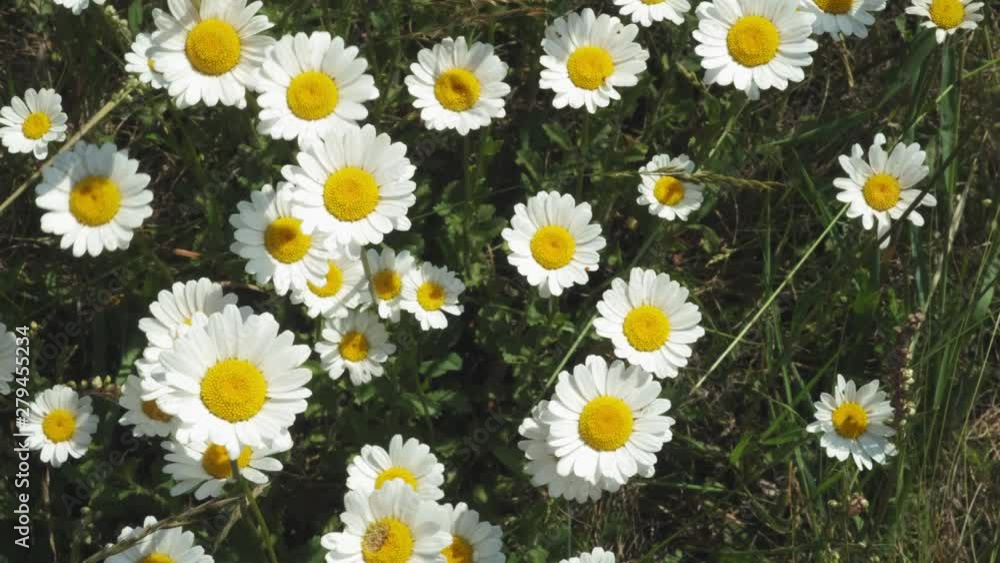 Top view of Chamomile flowers close up with soft focus swaying in the wind. Blooming camomile in the green field in spring meadow. Botany video with beautiful common daisies. 4k UHD Top view of Chamomile flowers close up with soft focus swaying in the wind. Blooming camomile in the green field in spring meadow. Botany video with beautiful common daisies. 4k UHD