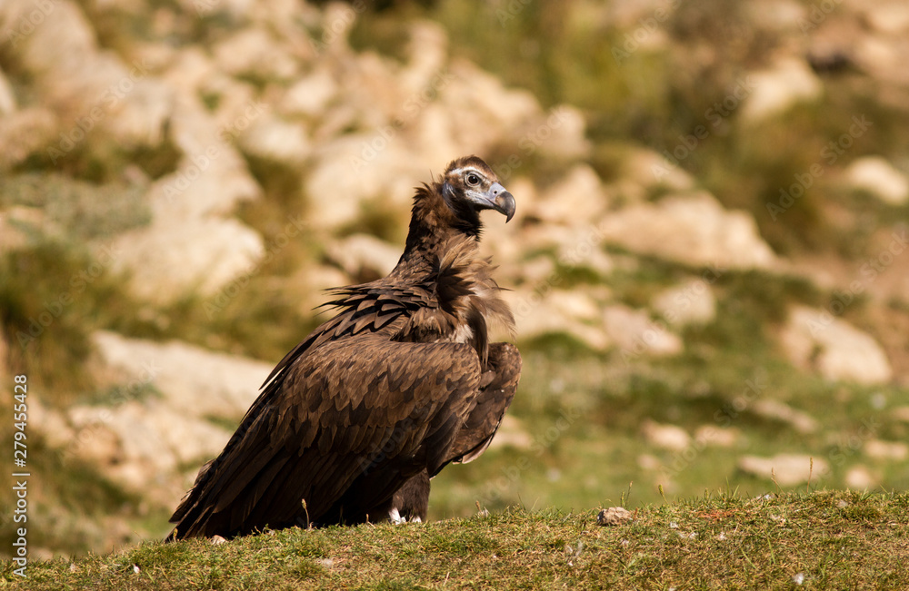 Fototapeta premium Sir black vulture