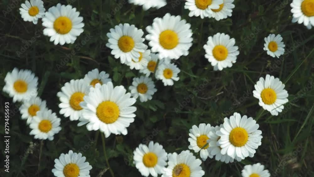 Top view of Chamomile flowers close up with soft focus swaying in the wind. Blooming camomile in the green field in spring meadow. Botany video with beautiful common daisies. 4k UHD Top view of Chamomile flowers close up with soft focus swaying in the wind. Blooming camomile in the green field in spring meadow. Botany video with beautiful common daisies. 4k UHD