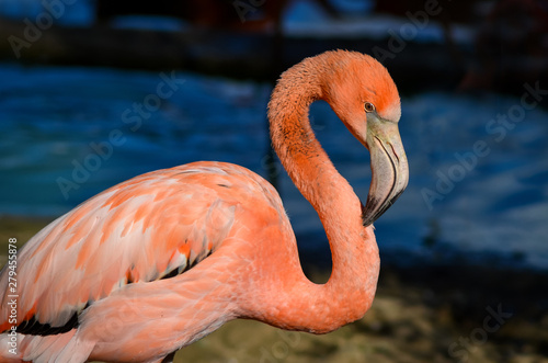 Pink flamingo close up