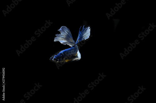 Wallpaper Mural Beautiful fish in Thailand Torontodigital.ca