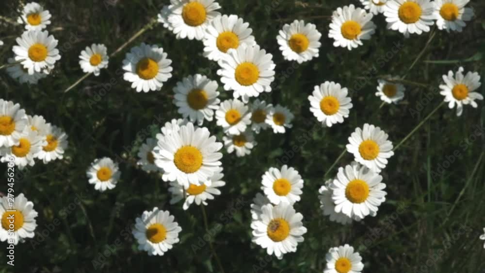 Summer nature meadow flowers view. Summer chamomile field landscape. Chamomile field scene. Summer chamomile meadow flowers. slow motion Summer nature meadow flowers view. Summer chamomile field landscape. Chamomile field scene. Summer chamomile meadow flowers. slow motion