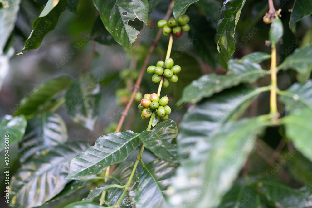 Close up, Arabica coffee berrys ripening on tree, coffee beans in North of thailand, Blur background.
