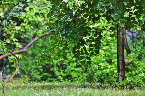 Fototapeta Naklejka Na Ścianę i Meble -  green summer garden background